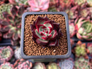 Echeveria Agavoides 'Magic Crown' 1" Small Succulent Plant