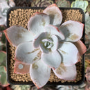 Echeveria 'White Lotus' 3" Powdery Succulent Plant