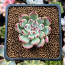 Echeveria 'Cherry Blossom' 1" Succulent Plant
