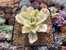 Echeveria 'Japan Moon River' Variegated 3" Cutting Succulent Plant
