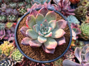 Echeveria 'Coral Red' 3"-4" Powdery New Hybrid Succulent Plant
