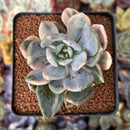 Pachyveria 'Pachyphytoides' Variegated 2" Succulent Plant