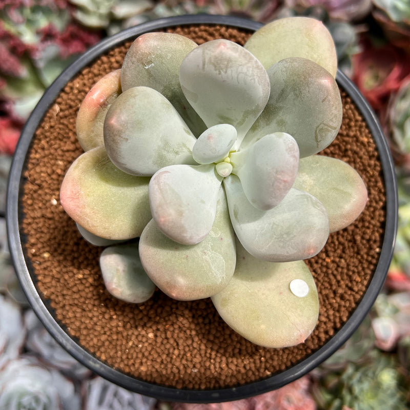 bracteosum succulent Pachyphytum 'Bracteosum' 4