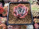 Echeveria Agavoides 'Tinkerbell' 2"-3" Succulent Plant