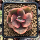 Echeveria 'Golden State' Variegated 2" Succulent Plant