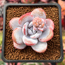 Echeveria 'Laui' 2" Succulent Plant