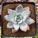 Echeveria 'Trumso' 2" Succulent Plant