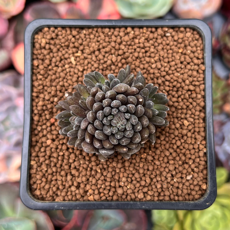 yunnanensis succulent Sinocrassula Yunnanensis 1" Succulent Plant – True Succulents Plant Co