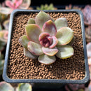 Echeveria 'Volare' 1"-2" Succulent Plant