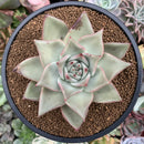 Echeveria Agavoides 'Juliet' 3" Succulent Plant