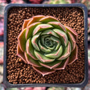 Echeveria 'Bordeaux' 2" Succulent Plant