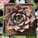 Echeveria Agavoides 'Pink Lily' 2" Succulent Plant