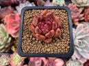 Echeveria Agavoides sp. 1" Small Succulent Plant