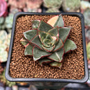 Echeveria 'Monocerotis' Variegated 2" Succulent Plant