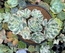 Echeveria 'Compton Carousel' Variegated 6" Large Cluster Succulent Plant