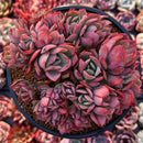 Echeveria 'Luella' Crested Cluster 4"-5" Succulent Plant