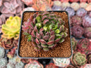 Echeveria 'Scorpio' 2" Succulent Plant