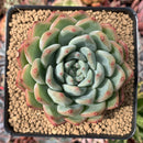 Echeveria 'Snow Queen' 2"-3" Succulent Plant