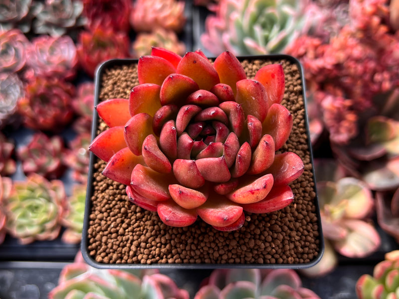 dark red succulent plant Echeveria Agavoides 'Dark Pamella' 2"-3" Succulent Plant – True Succulents  Plant Co