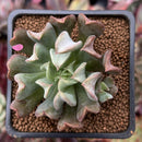 Echeveria 'Black Hawk' 2" Succulent Plant