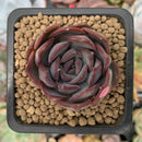Echeveria 'Dark Ice' 1" Succulent Plant