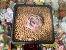Echeveria 'Carrarian' 1" Succulent Plant