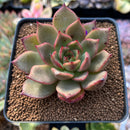 Echeveria Agavoides 'Padma' 2"-3" Succulent Plant