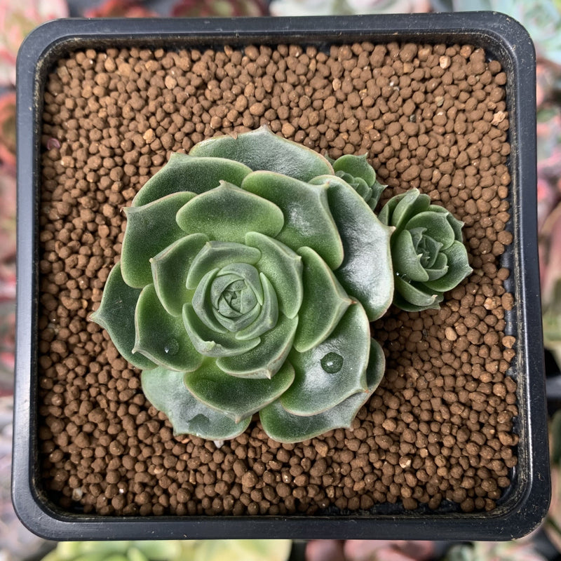 Echeveria 'Longissima' Round-leaf 1