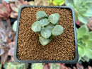 Haworthia Maughanii 'Mirage' 1" Succulent Plant