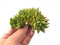 Echeveria Agavoides 'Ebony' Crested Cluster 4" Rare Succulent Plant