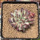 Echeveria 'Ratam' 2"-3" Crested Succulent Plant