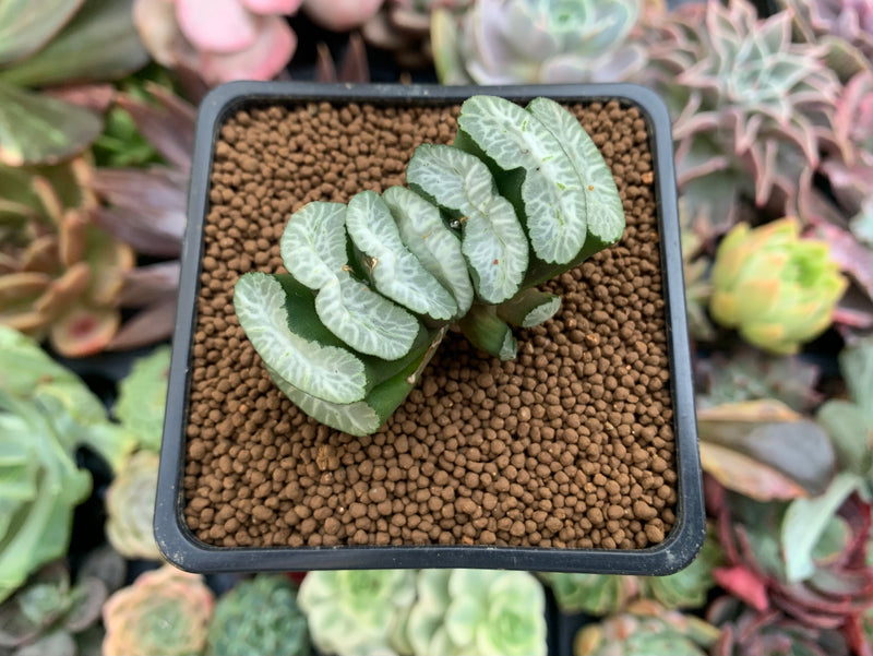 Haworthia Truncata 'White dragon' 2"-3" Succulent Plant