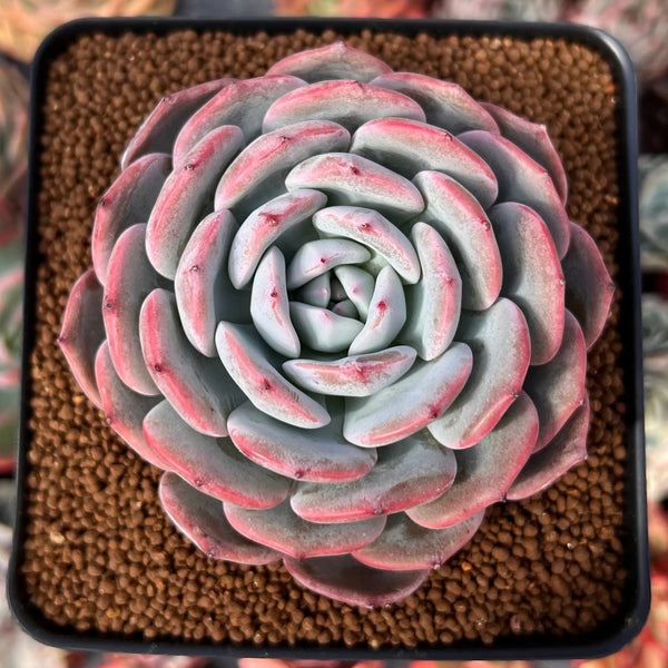 Echeveria 'Horizon' 2"-3" Succulent Plant