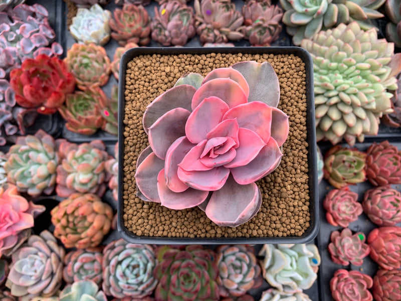 rainbow succulent plants for sale Echeveria 'Rainbow' Variegated 4" Succulent Plant – True Succulents Plant Co