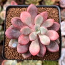 Echeveria 'Polari Heart' 2" Succulent Plant