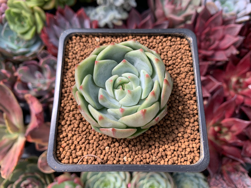 blue dolphin succulent Echeveria 'Blue Dolphin' 1" New Hybrid Succulent Plant