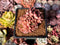 Echeveria 'Purplitic' 2" Cluster Succulent Plant