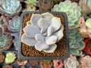 Echeveria 'Tiramisu' 1" Succulent Plant