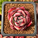 Echeveria 'Ice Call' 1" Succulent Plant
