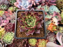 Echeveria Agavoides 'Sarabony' 2" Succulent Plant