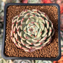 Echeveria Selected Hybrid 2" Succulent Plant