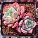 Echeveria 'Salmon' 3" Cluster Succulent Plant