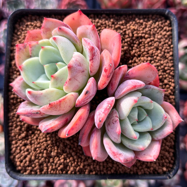 coral colored succulents Echeveria 'Salmon' 3" Cluster Succulent Plant