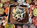 Echeveria 'Cubic Frost' Variegated 2" Succulent Plant