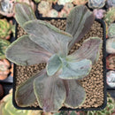 Pachyveria 'Jocelyns Joy' Variegated 3" Succulent Plant