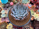 Echeveria 'Cuspidata v. Parrasensis' 4"-5" Succulent Plant