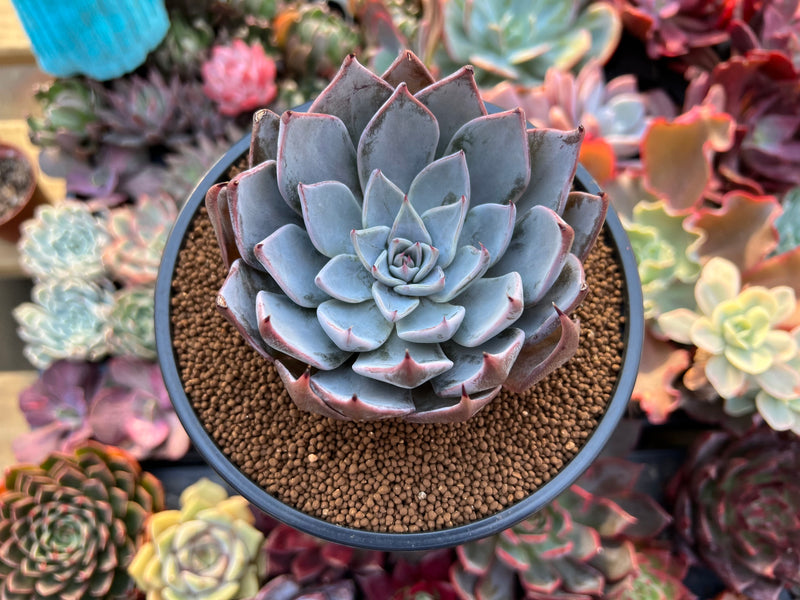 cuspidata succulent care Echeveria 'Cuspidata v. Parrasensis' 4