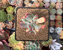 Cotyledon 'Orbiculata' Variegated 3" Succulent Plant