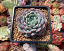 Echeveria 'Raffine' 3" Powdery Succulent Plant