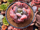 Echeveria 'Hearts Delight' 4" Succulent Plant